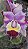 ORQUÍDEA CATTLEYA DE FLOR GRANDE (Cattleya) - Pote 15 - Imagem 6