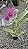 ORQUÍDEA CATTLEYA DE FLOR GRANDE (Cattleya) - Pote 15 - Imagem 4