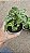 FILODENDRO ATOM (Philodendron 'Atom') - Pote 12 - Imagem 3