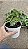 FILODENDRO ATOM (Philodendron 'Atom') - Pote 12 - Imagem 4