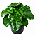 FILODENDRO ATOM (Philodendron 'Atom') - Pote 12 - Imagem 1