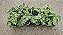 FILODENDRO ATOM (Philodendron 'Atom') - Pote 12 - Imagem 5