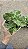 FILODENDRO ATOM (Philodendron 'Atom') - Pote 12 - Imagem 2