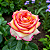 ROSA AMBIANCE (Rosa hybrida) - Pote 20 - Imagem 1