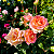 ROSA AMBIANCE (Rosa hybrida) - Pote 20 - Imagem 2