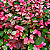 MIL CORES VERMELHA (Breynia disticha) - Pote 17 - Imagem 1