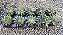 RABO DE TATU (Haworthiopsis limifolia) - Pote 11 - Imagem 4