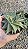 RABO DE TATU (Haworthiopsis limifolia) - Pote 11 - Imagem 2