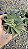 RABO DE TATU (Haworthiopsis limifolia) - Pote 11 - Imagem 1