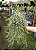 COLUMÉIA MICROFILA BRANCA (Columnea microphylla) - Cuia 21 - Imagem 1