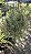 COLUMÉIA MICROFILA BRANCA (Columnea microphylla) - Cuia 21 - Imagem 3