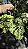 SAMAMBAIA CRISTATA (Nephrolepis exaltada) - Cuia 21 - Imagem 9