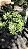 SAMAMBAIA CRISTATA (Nephrolepis exaltada) - Cuia 21 - Imagem 3