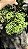 SAMAMBAIA CRISTATA (Nephrolepis exaltada) - Cuia 21 - Imagem 1