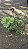SAMAMBAIA CRISTATA (Nephrolepis exaltada) - Cuia 21 - Imagem 11
