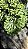 SAMAMBAIA CRISTATA (Nephrolepis exaltada) - Cuia 21 - Imagem 4
