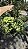 SAMAMBAIA CRISTATA (Nephrolepis exaltada) - Cuia 21 - Imagem 5