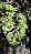 SAMAMBAIA CRISTATA (Nephrolepis exaltada) - Cuia 21 - Imagem 8