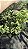 SAMAMBAIA CRISTATA (Nephrolepis exaltada) - Cuia 21 - Imagem 7