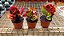 CRÓTON MAÇÃ RED APPLE (Codiaeum variegatum 'Red Apple') - Pote 11 - Imagem 3