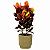 CRÓTON MAÇÃ RED APPLE (Codiaeum variegatum 'Red Apple') - Pote 11 - Imagem 2