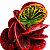 CRÓTON MAÇÃ RED APPLE (Codiaeum variegatum 'Red Apple') - Pote 11 - Imagem 1