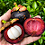 MANGOSTÃO ROXO ENXERTADO (Garcinia mangostana) - Muda com até 60 cm - Imagem 1