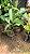MANGOSTÃO ROXO ENXERTADO (Garcinia mangostana) - Muda com até 60 cm - Imagem 3