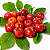 ACEROLA CABOCLA GIGANTE (Alpighia emarginata) - Muda Clonada com até 70 cm - Imagem 1