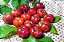 ACEROLA CABOCLA GIGANTE (Alpighia emarginata) - Muda Clonada com até 70 cm - Imagem 3