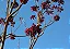 IPÊ PÚRPURA NEGRO (Tabebuia gemmiflora) - Muda com até 30 cm - Imagem 6