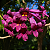 IPÊ PÚRPURA NEGRO (Tabebuia gemmiflora) - Muda com até 30 cm - Imagem 1