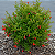 MINI ROMÃ ou ROMÃ ANÃ (Punica granatum var. nana) - Muda com até 30 cm - Imagem 1