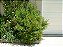 MINI ROMÃ ou ROMÃ ANÃ (Punica granatum var. nana) - Muda com até 30 cm - Imagem 3