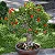 MINI ROMÃ ou ROMÃ ANÃ (Punica granatum var. nana) - Muda com até 30 cm - Imagem 5