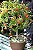 MINI ROMÃ ou ROMÃ ANÃ (Punica granatum var. nana) - Muda com até 30 cm - Imagem 2
