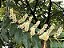 PESSEGUEIRO BRAVO (Prunus myrtifolia) - Muda com até 70 cm - Imagem 6