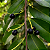 PESSEGUEIRO BRAVO (Prunus myrtifolia) - Muda com até 70 cm - Imagem 1