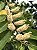PESSEGUEIRO BRAVO (Prunus myrtifolia) - Muda com até 70 cm - Imagem 5