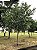 PESSEGUEIRO BRAVO (Prunus myrtifolia) - Muda com até 70 cm - Imagem 3
