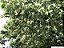 PESSEGUEIRO BRAVO (Prunus myrtifolia) - Muda com até 70 cm - Imagem 4