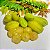 BIRI BIRI ou BILIMBI (Averrhoa bilimbi L.) - Muda com 1 metro - Imagem 4