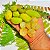 BIRI BIRI ou BILIMBI (Averrhoa bilimbi L.) - Muda com 1 metro - Imagem 2