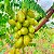 BIRI BIRI ou BILIMBI (Averrhoa bilimbi L.) - Muda com 1 metro - Imagem 1