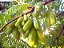 BIRI BIRI ou BILIMBI (Averrhoa bilimbi L.) - Muda com 1 metro - Imagem 5