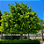 GUANANDI (Calophyllum brasiliensis) - Muda com até 80 cm - Imagem 1