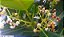 GUANANDI (Calophyllum brasiliensis) - Muda com até 80 cm - Imagem 7