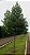 GUANANDI (Calophyllum brasiliensis) - Muda com até 80 cm - Imagem 2