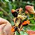 CATIGUÁ (Trichilia pallida) - Muda com até 70 cm - Imagem 3