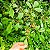 CATIGUÁ (Trichilia pallida) - Muda com até 70 cm - Imagem 6